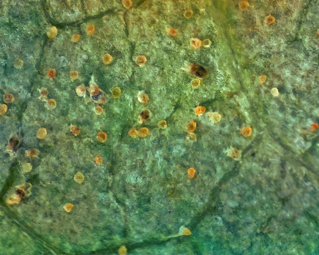 Macrofotografía de daño de ácaro en hoja de rosa