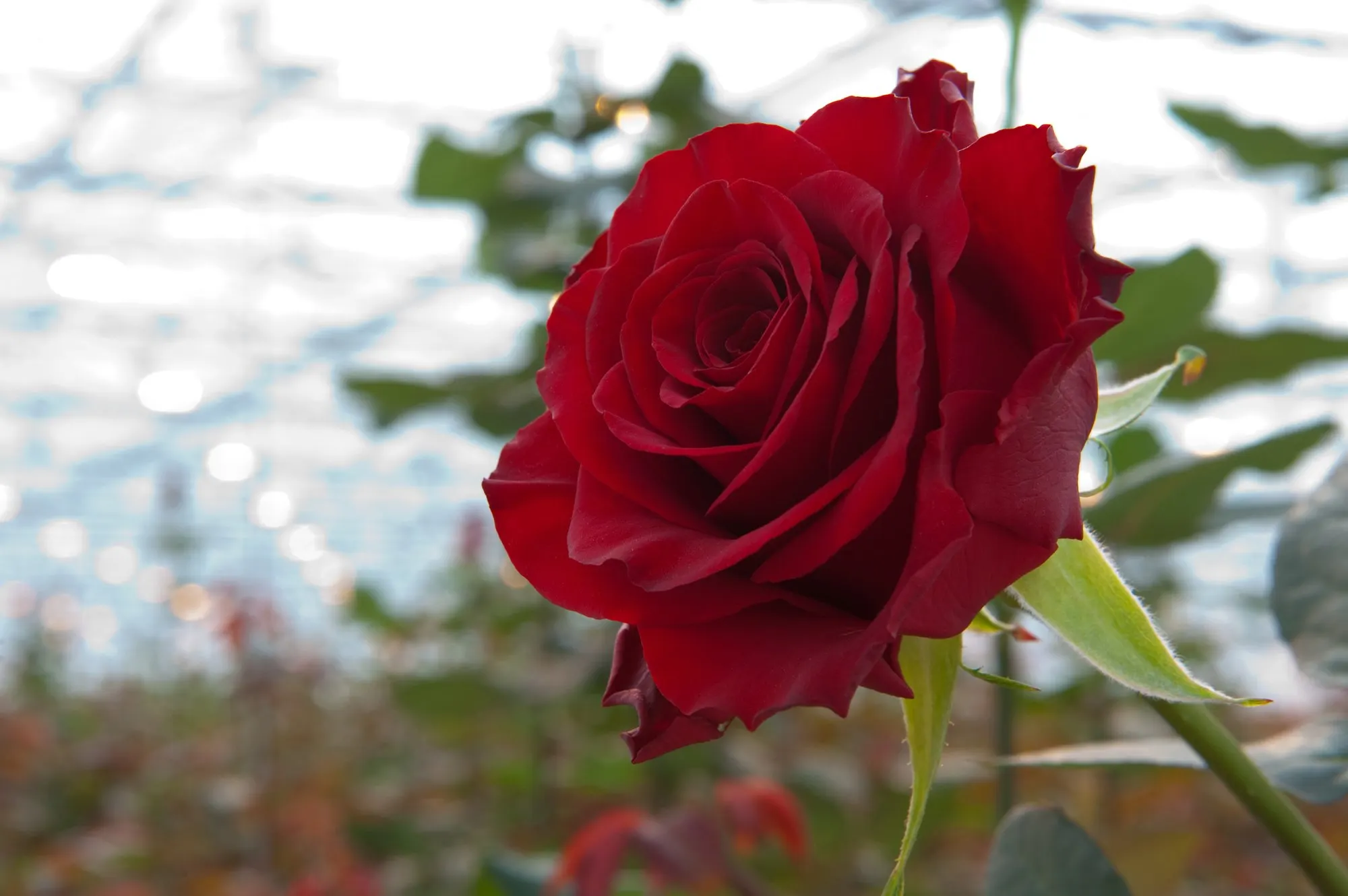 Rosa roja abriéndose dentro de un invernadero de la sierra ecuatoriana