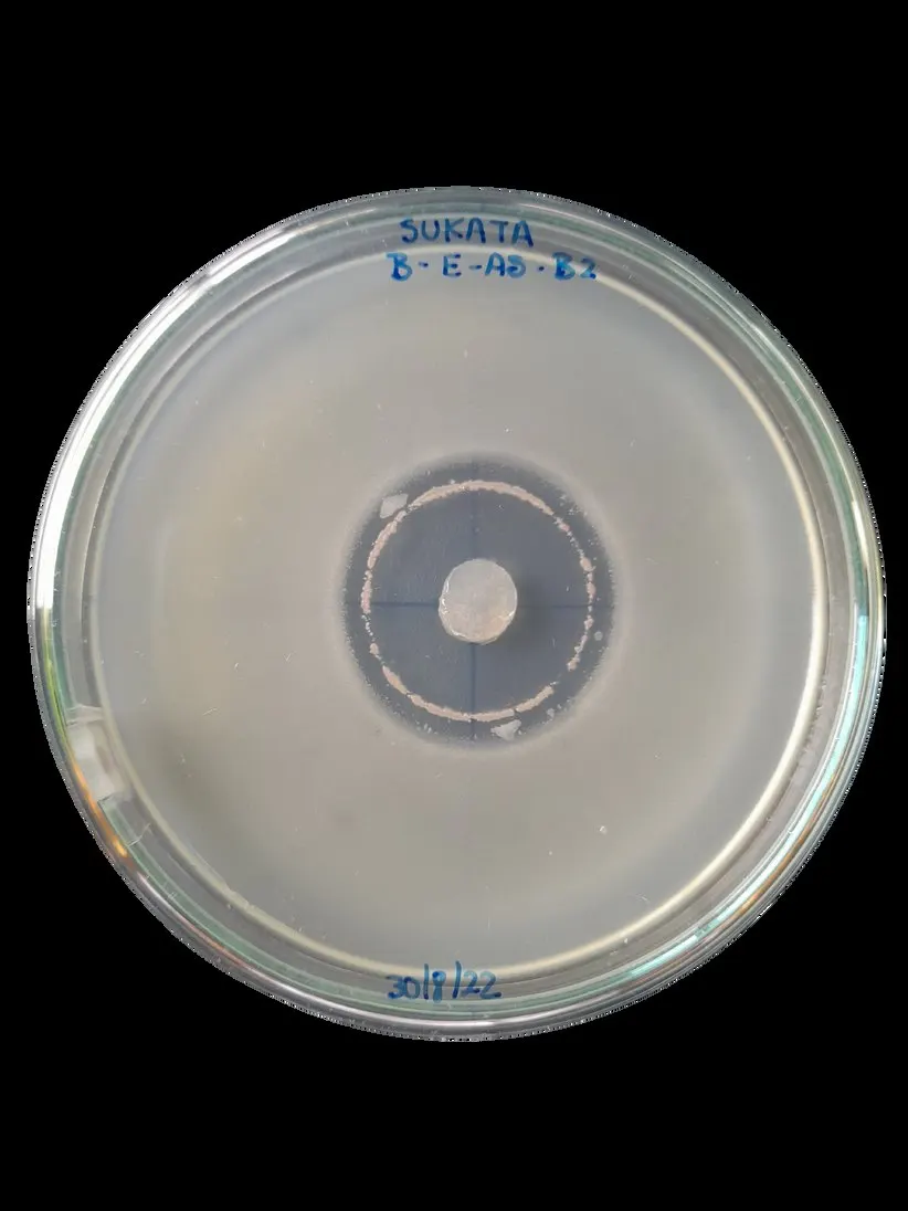 Placa de laboratorio con cultivo biológico de control de Botrytis